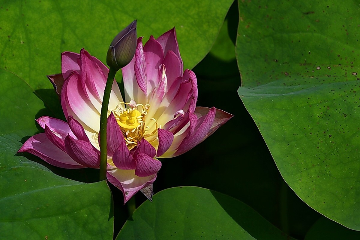 沙湖公园早期荷花