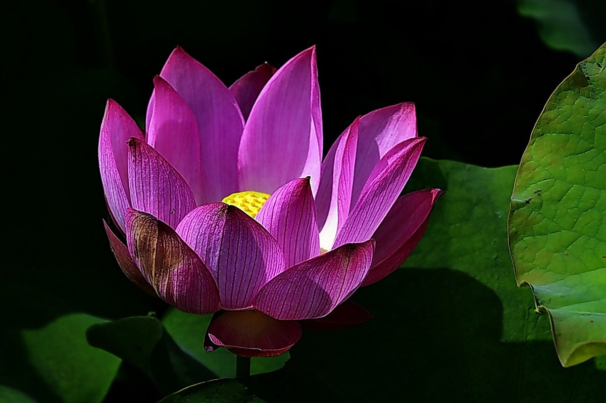 沙湖公园早期荷花