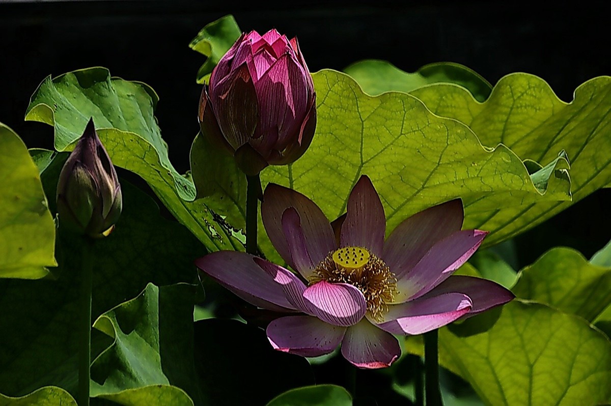 沙湖公园早期荷花