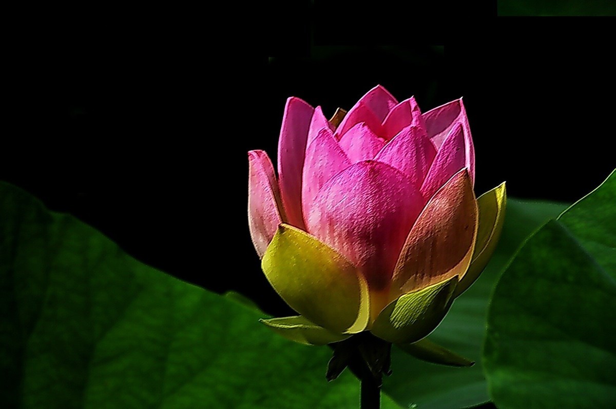 沙湖公园早期荷花