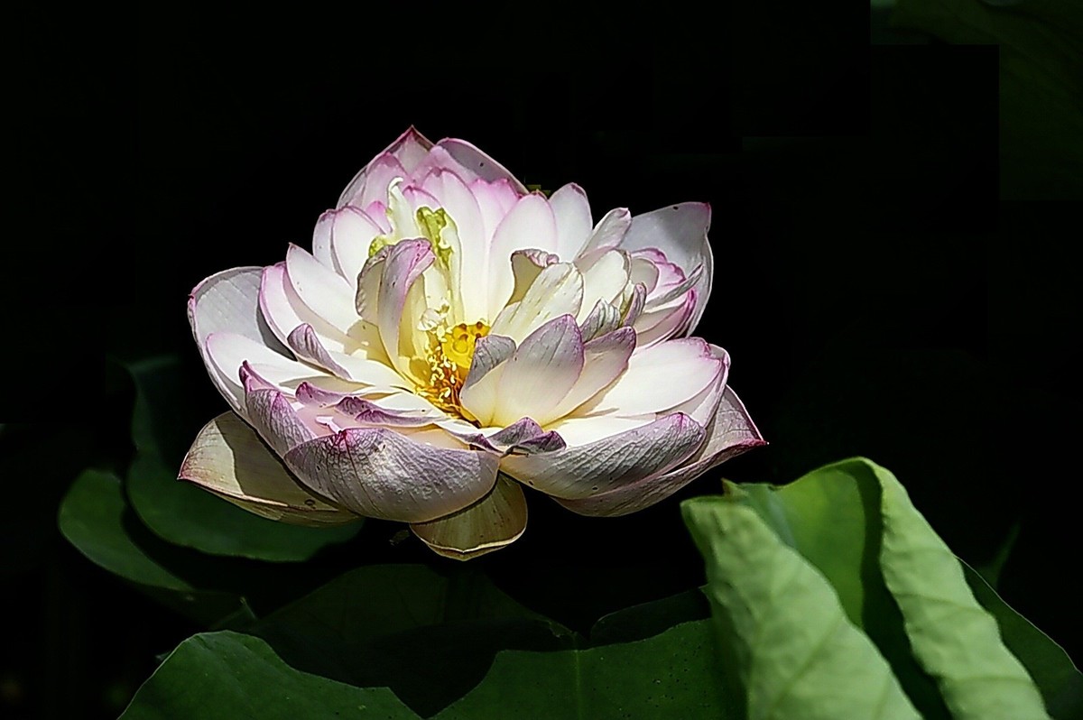 沙湖公园早期荷花