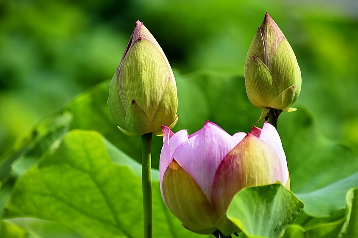 沙湖公园早期荷花