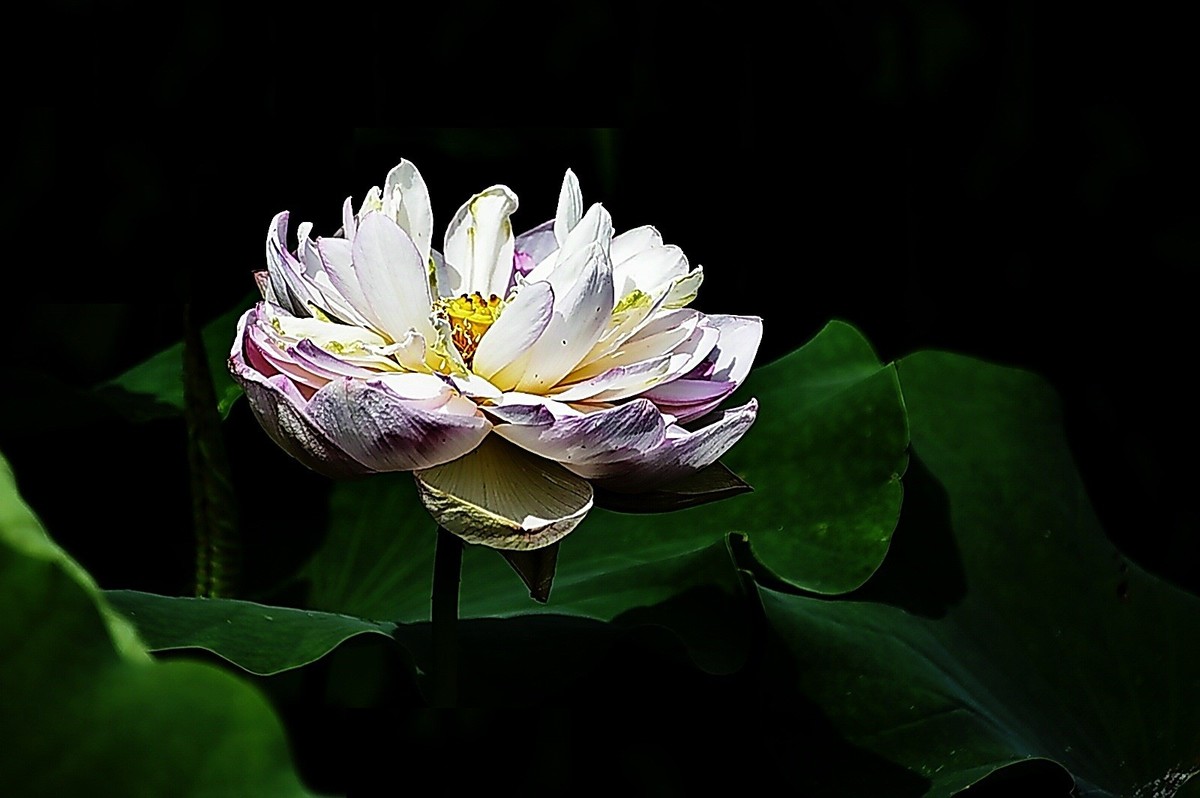 沙湖公园早期荷花