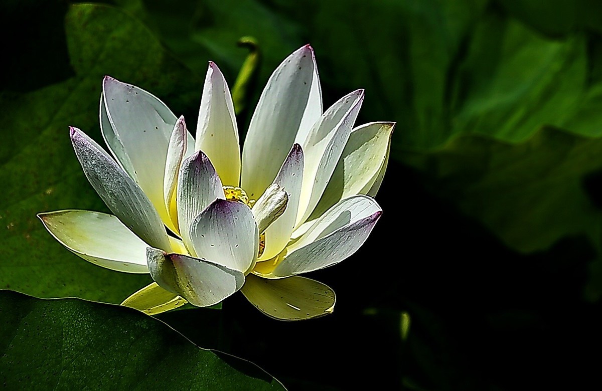 沙湖公园早期荷花