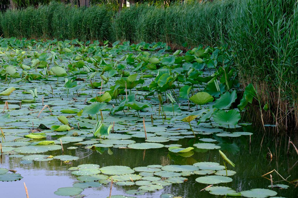 武清中央湖公园