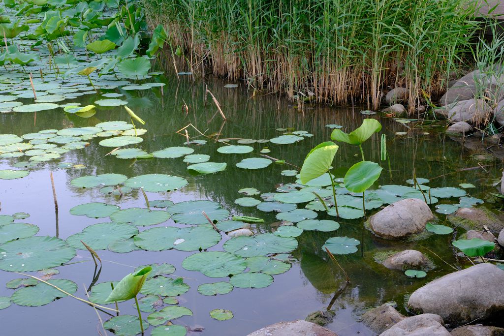 武清中央湖公园