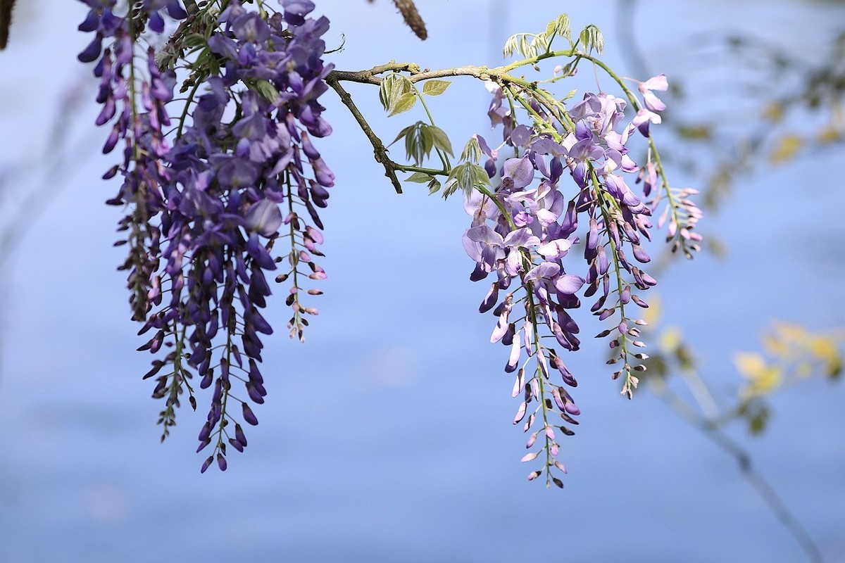 紫藤 【十一】2025.138