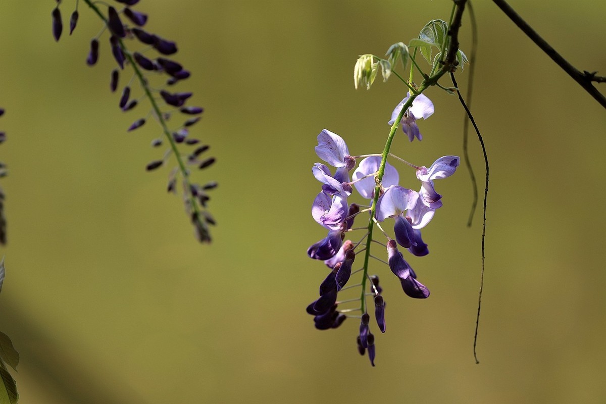 紫藤 【十一】2025.138