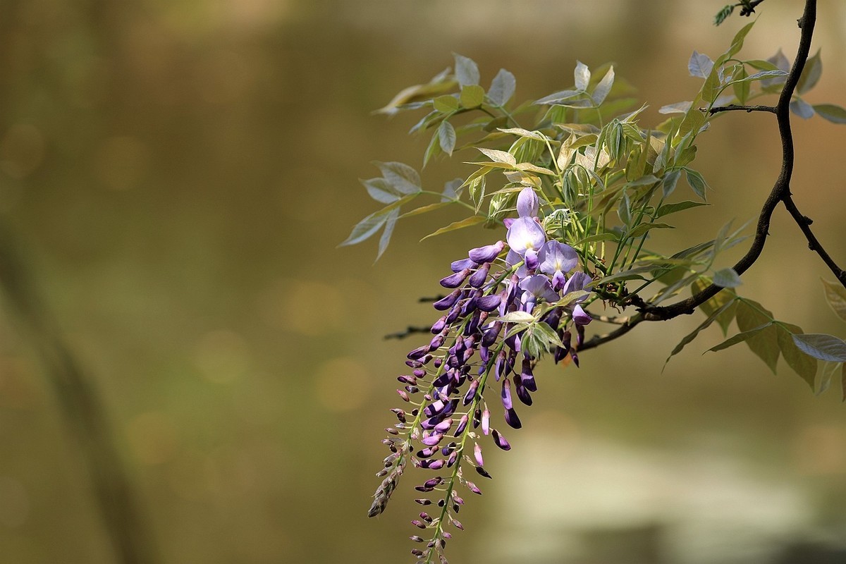 紫藤 【十一】2025.138