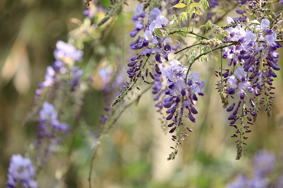 紫藤 【十一】2025.138