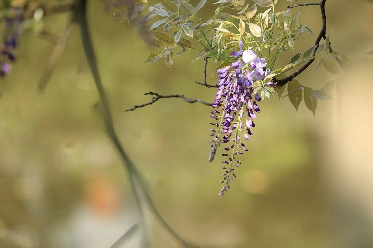 紫藤 【十一】2025.138