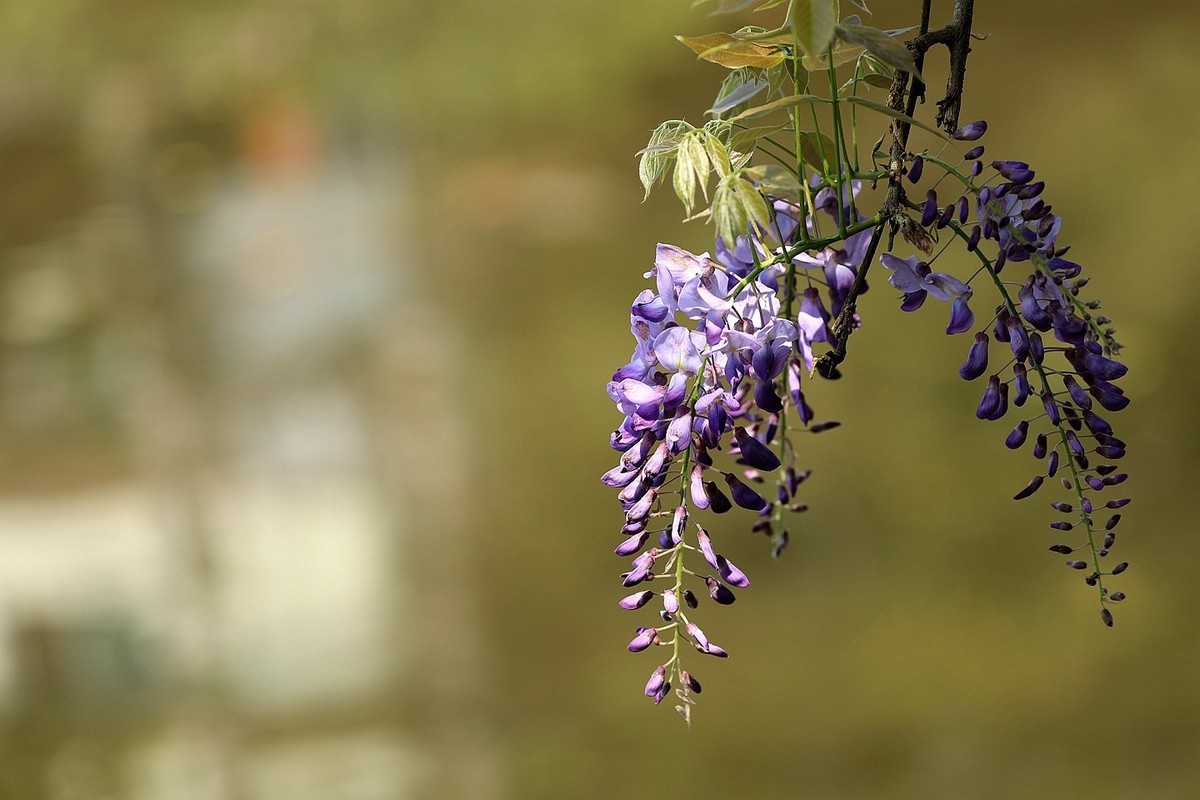 紫藤 【十一】2025.138