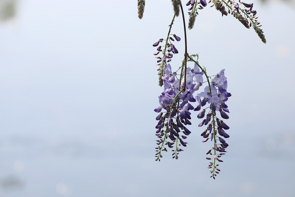 紫藤 【十一】2025.138