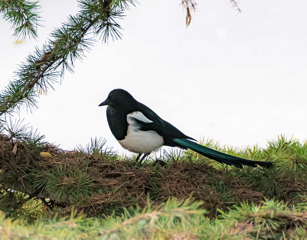 随                                  拍