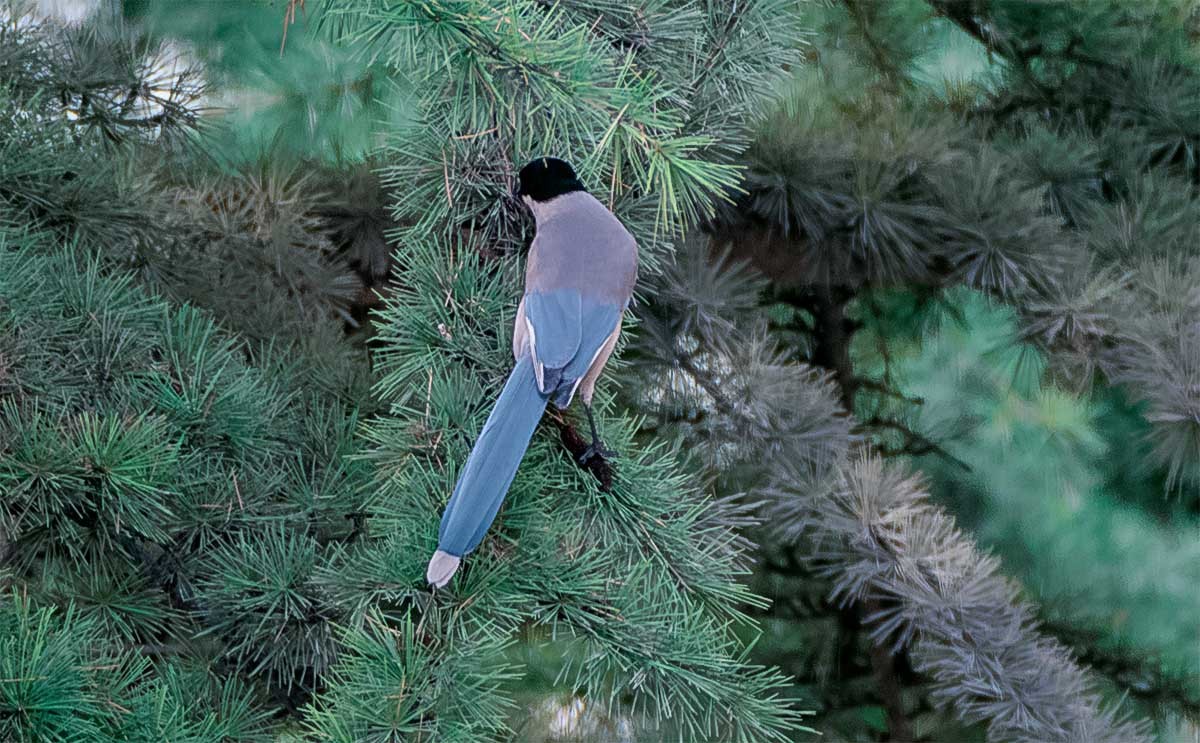 随                                  拍