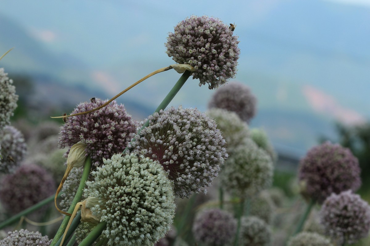 拍摄花卉一（634）