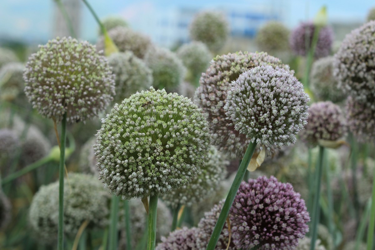 拍摄花卉一（634）