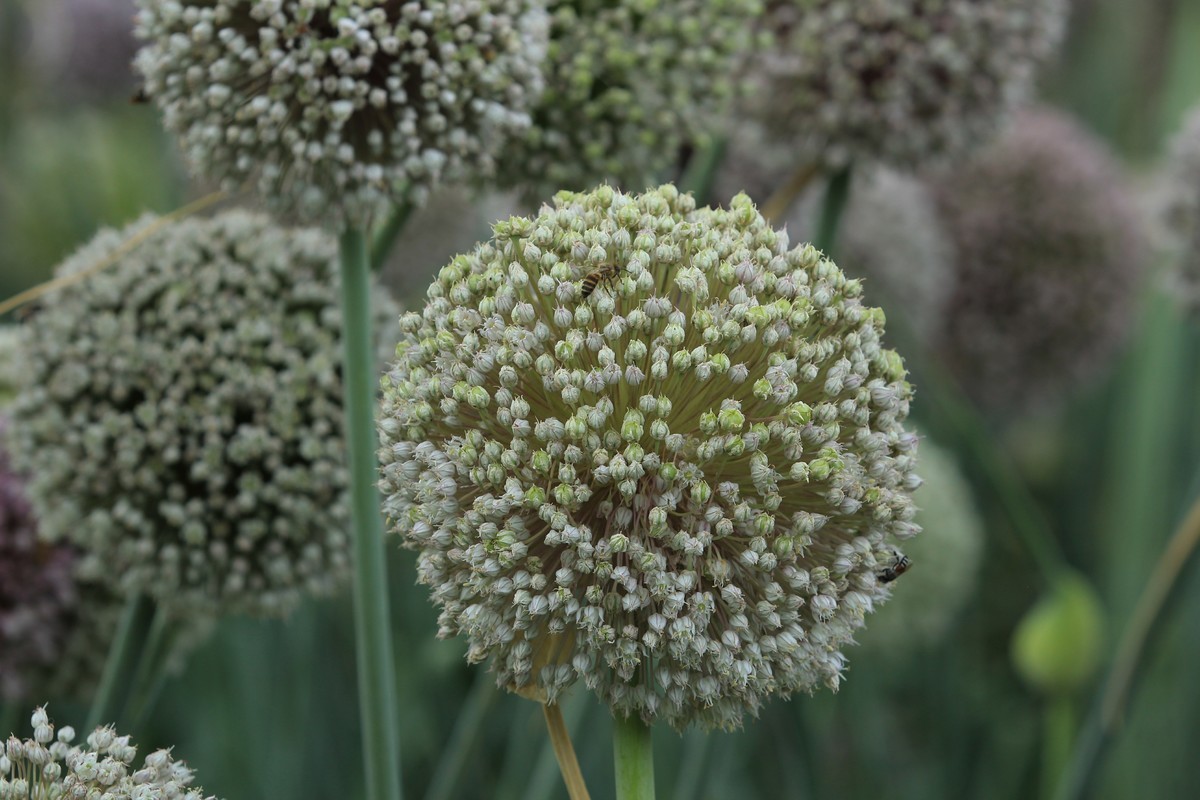 拍摄花卉一（634）