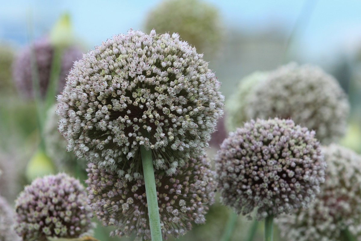 拍摄花卉一（634）