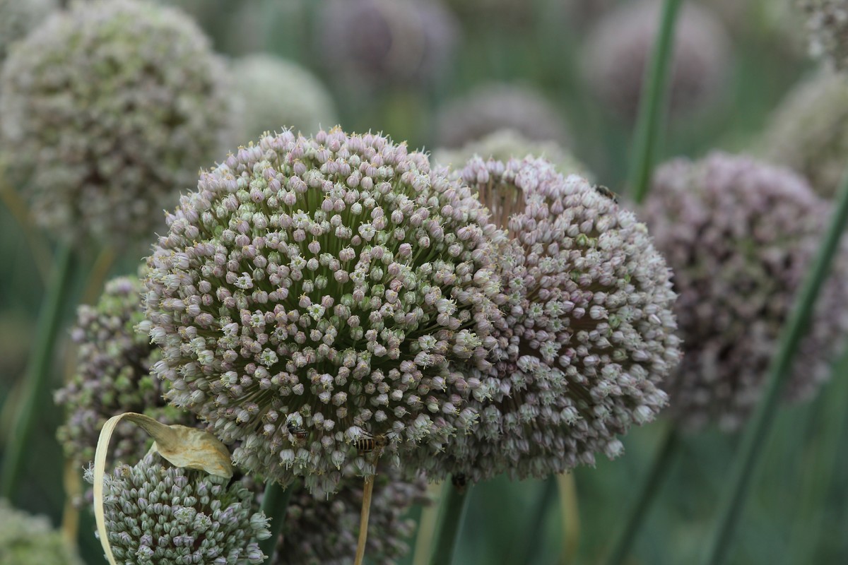 拍摄花卉一（634）