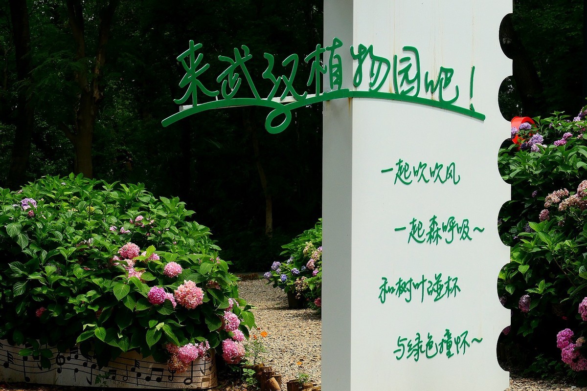 武汉植物园随拍一