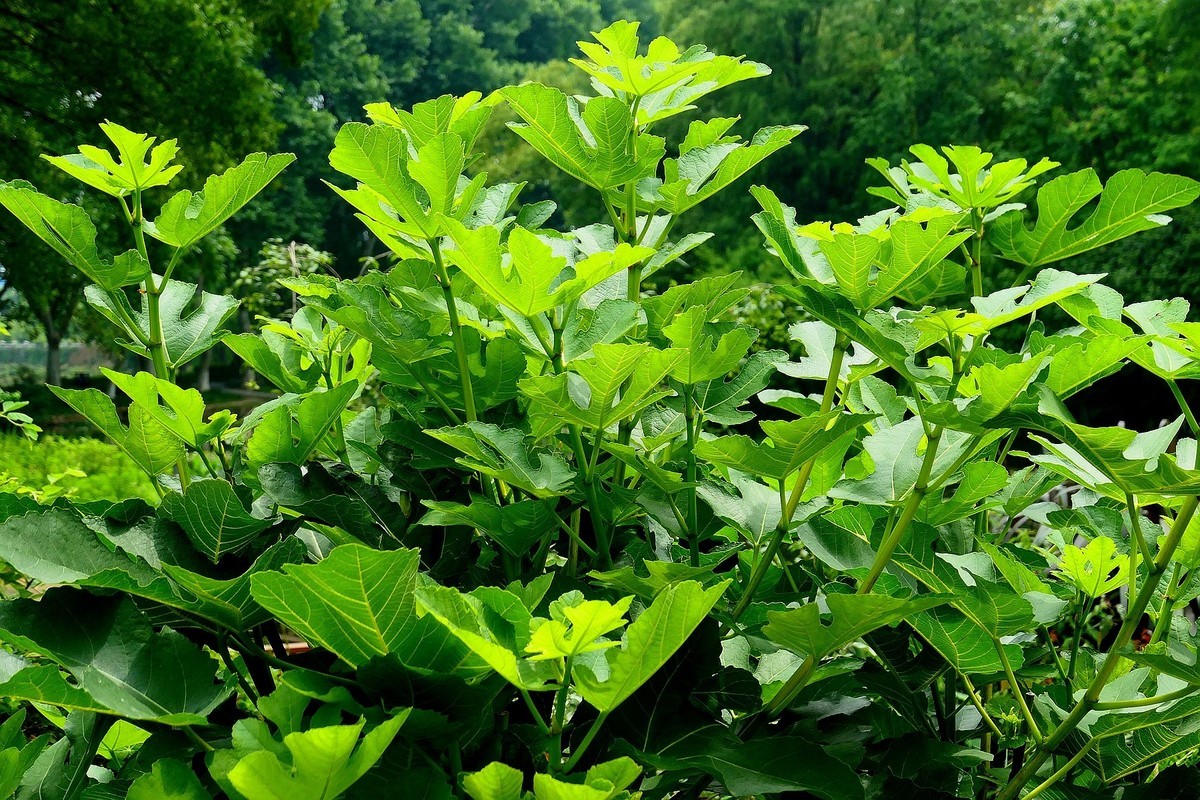 武汉植物园随拍一