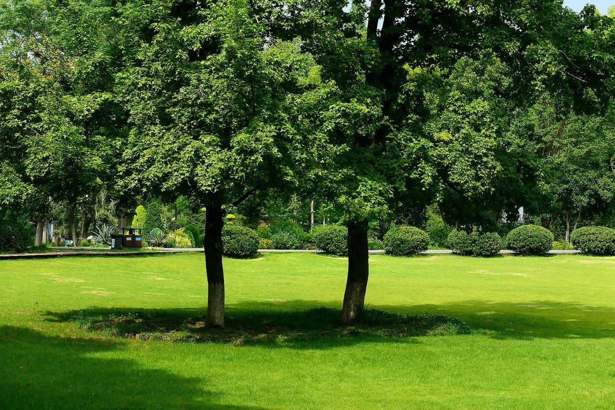 武汉植物园随拍一