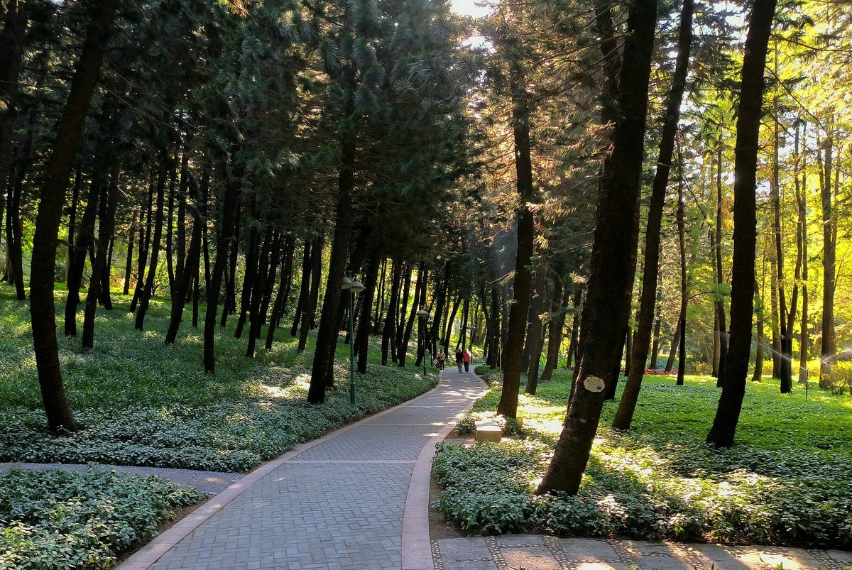 林中漫步。3