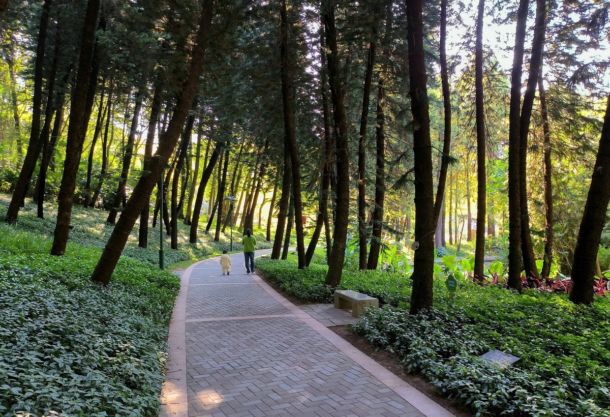 林中漫步。3
