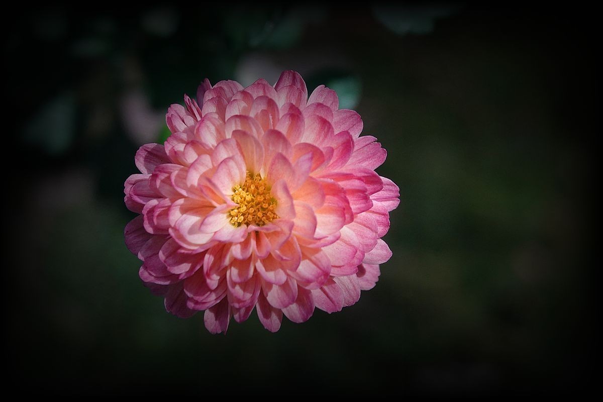 小区封控，在家欣赏去年拍的菊花照片