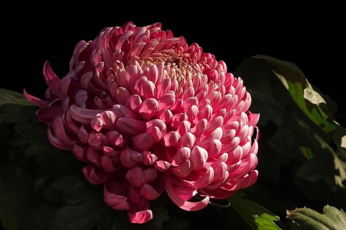 小区封控，在家欣赏去年拍的菊花照片