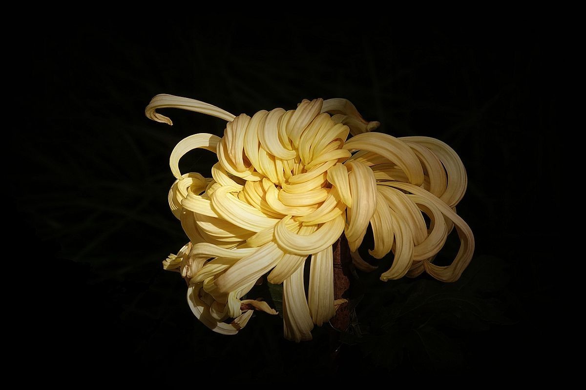 小区封控，在家欣赏去年拍的菊花照片