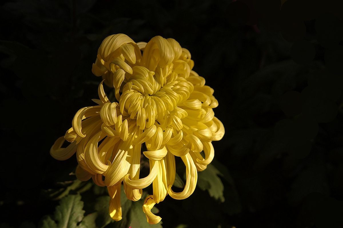 小区封控，在家欣赏去年拍的菊花照片