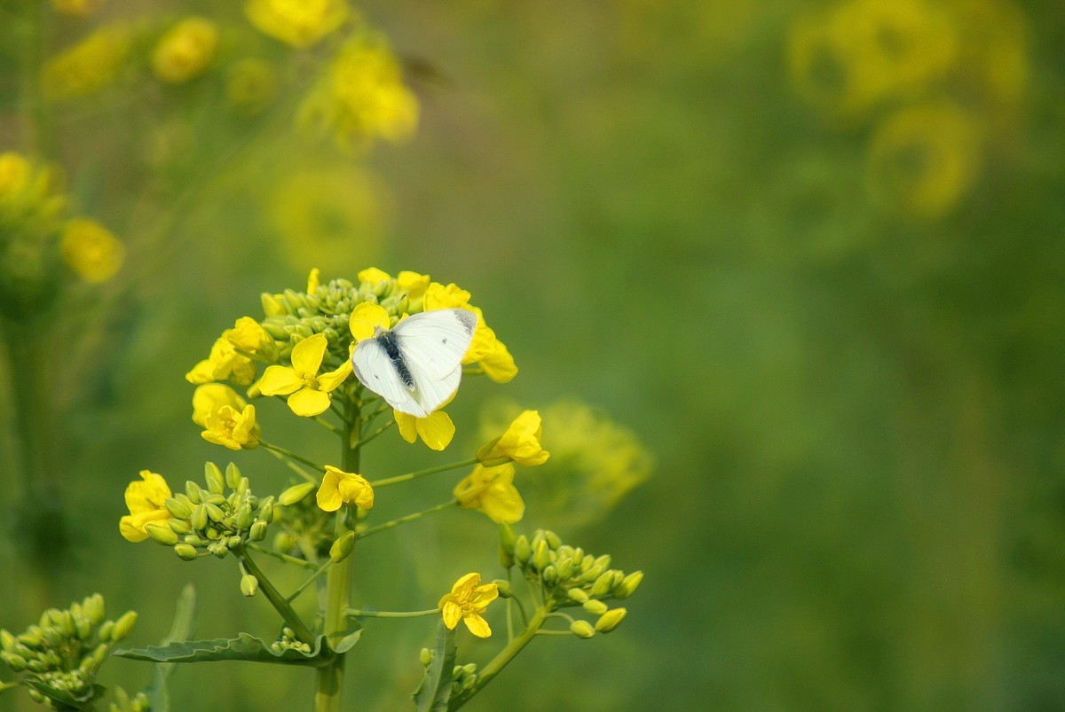 油菜花上的蜜蜂和蝴蝶-中关村在线摄影论坛