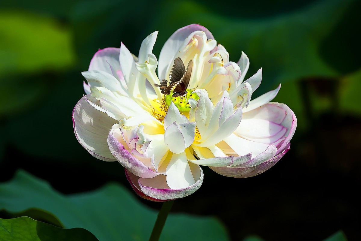 又到一年拍荷时（三）——‘’蝶恋花‘’