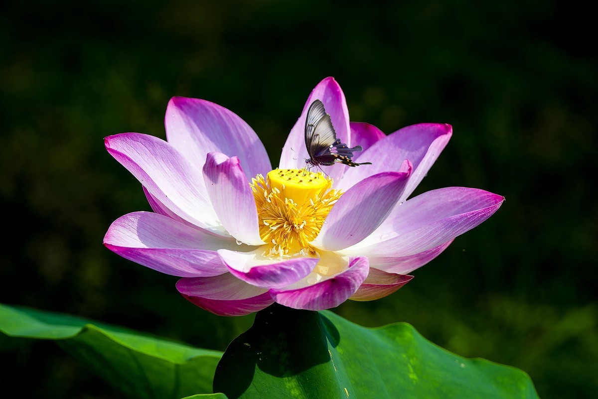 又到一年拍荷时（三）——‘’蝶恋花‘’