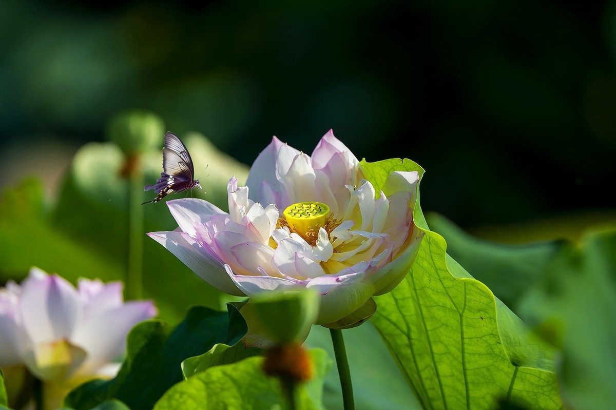 又到一年拍荷时（三）——‘’蝶恋花‘’