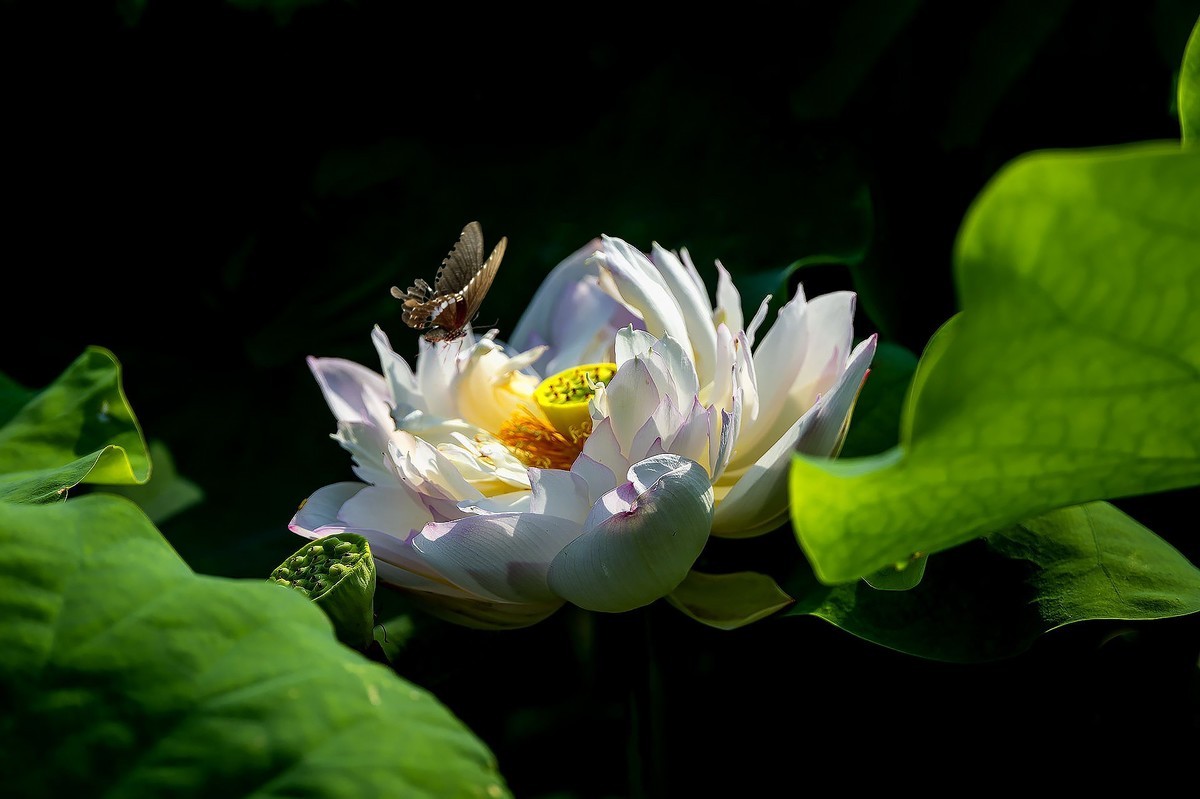 又到一年拍荷时（三）——‘’蝶恋花‘’