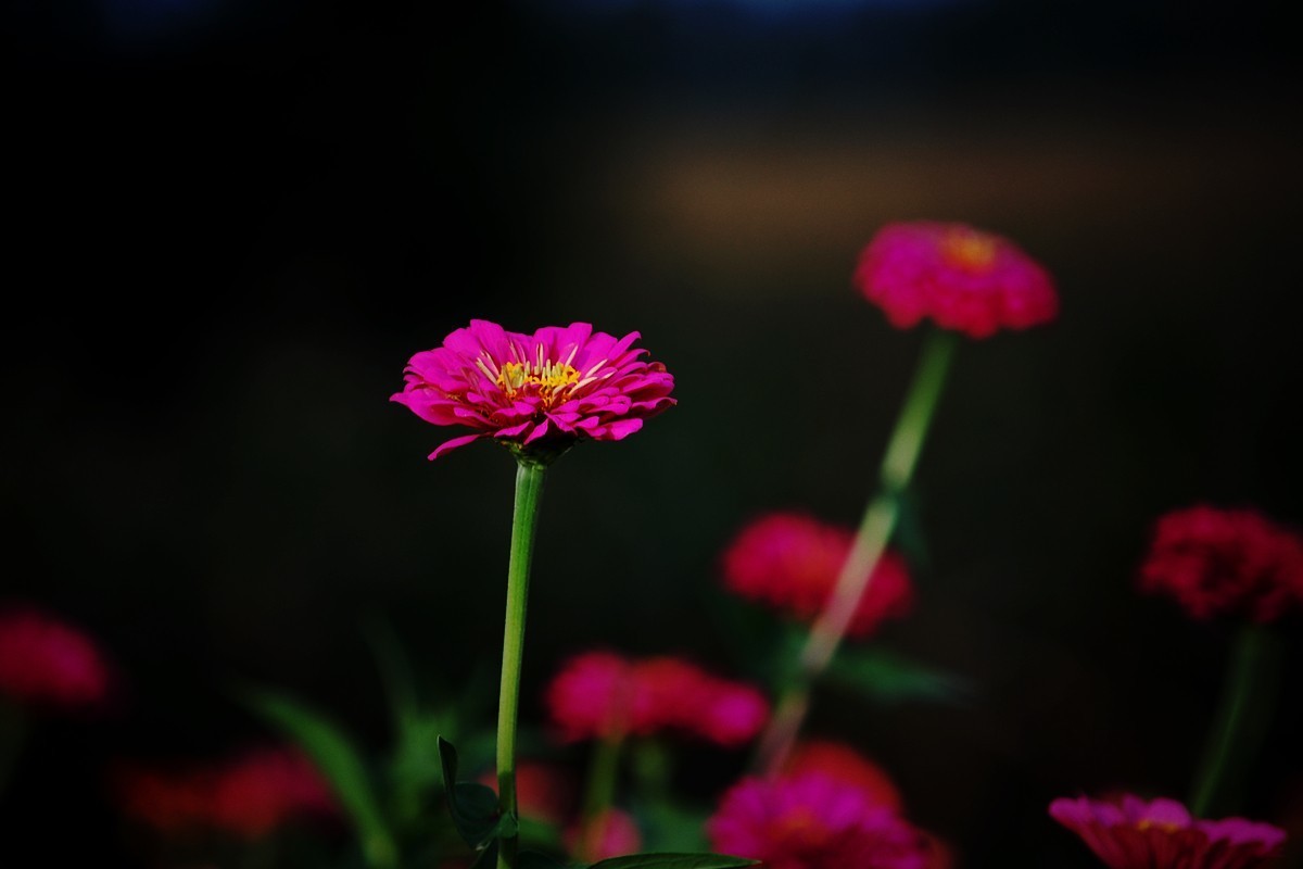 20230829菊花