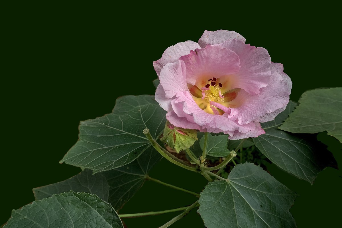 《观芙蓉有感 》 南宋  岳珂