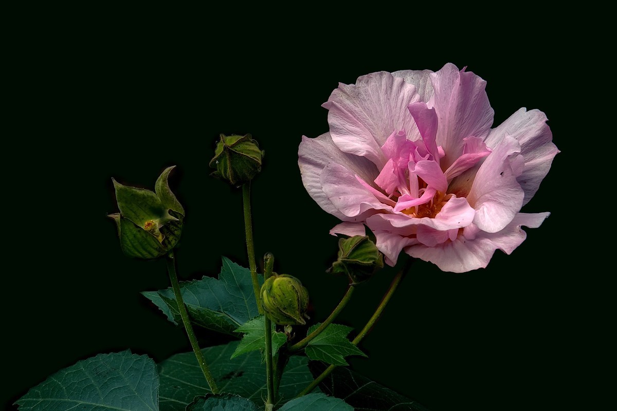 《观芙蓉有感 》 南宋  岳珂