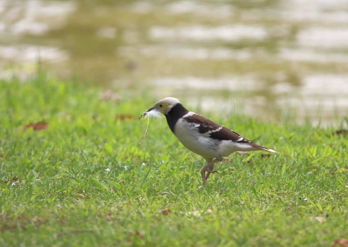 椋鸟正在收集做鸟窝的材料