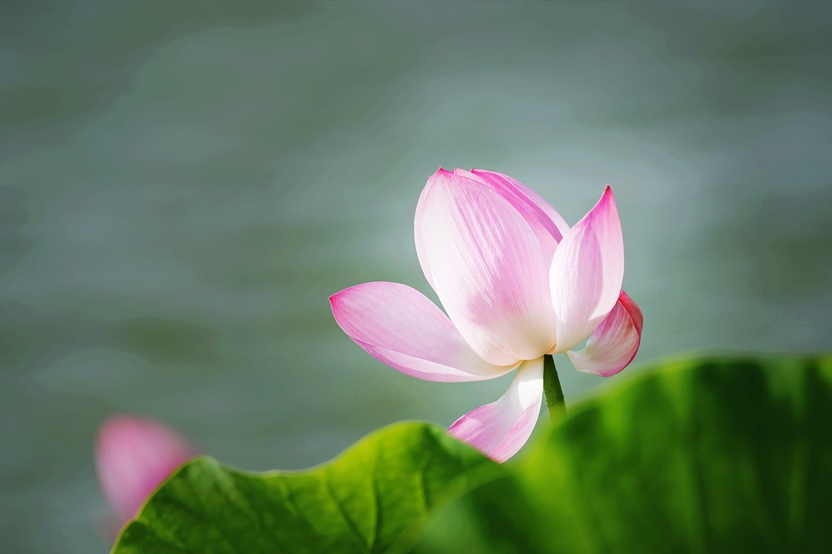 强光下的荷花再研磨