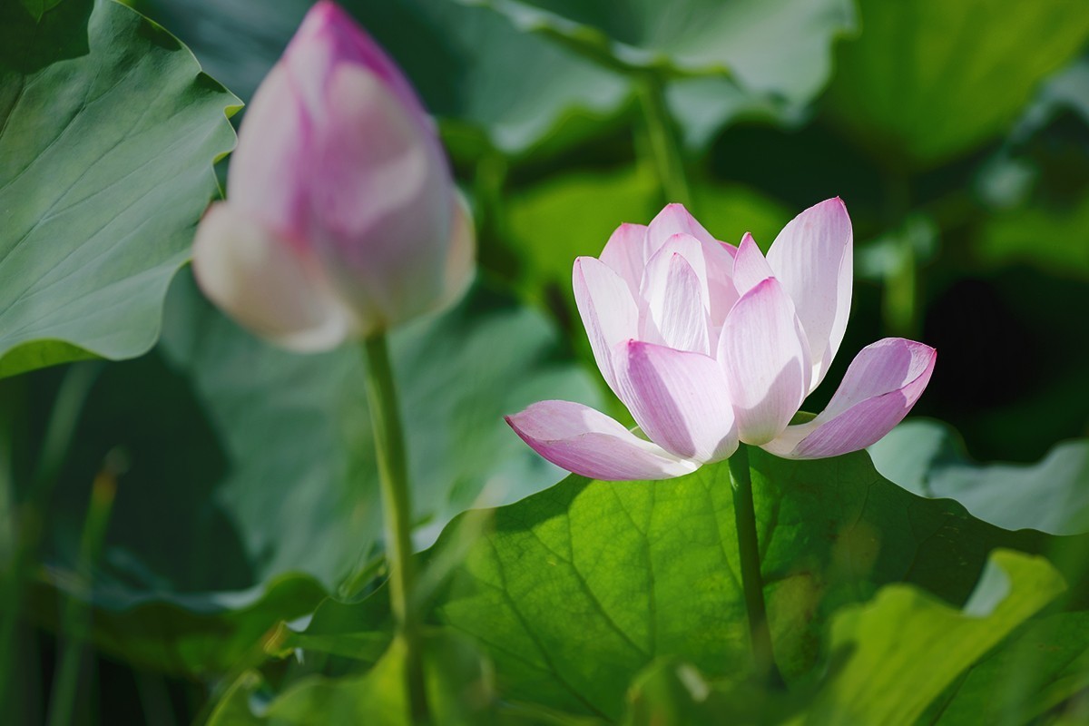 强光下的荷花再研磨