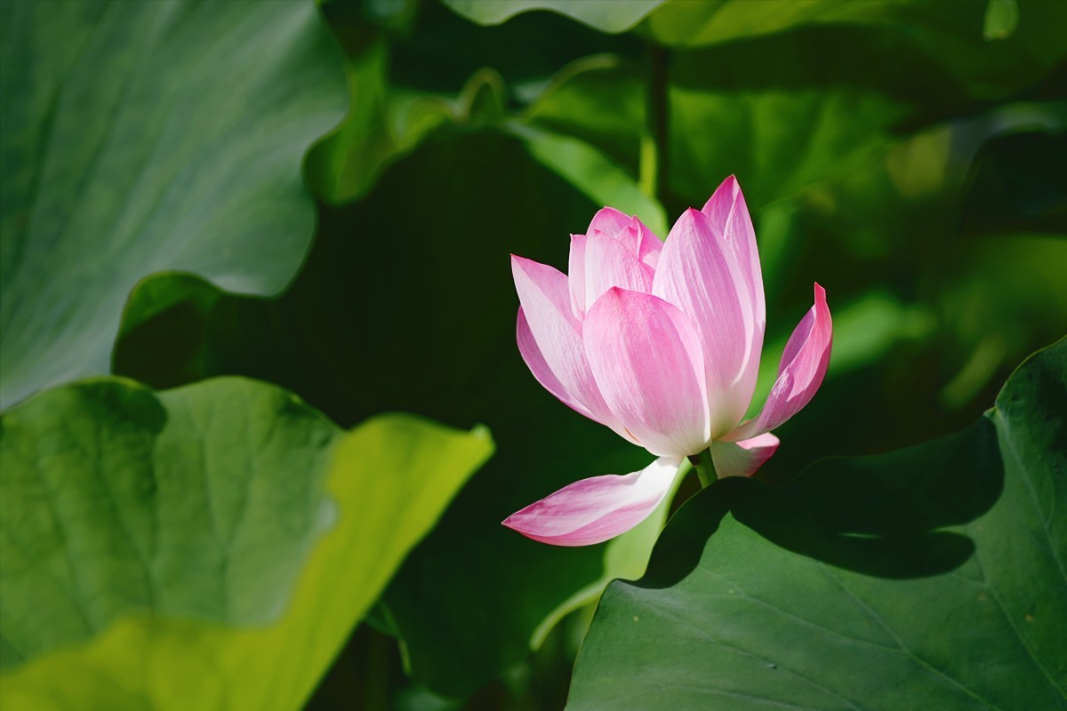 强光下的荷花再研磨