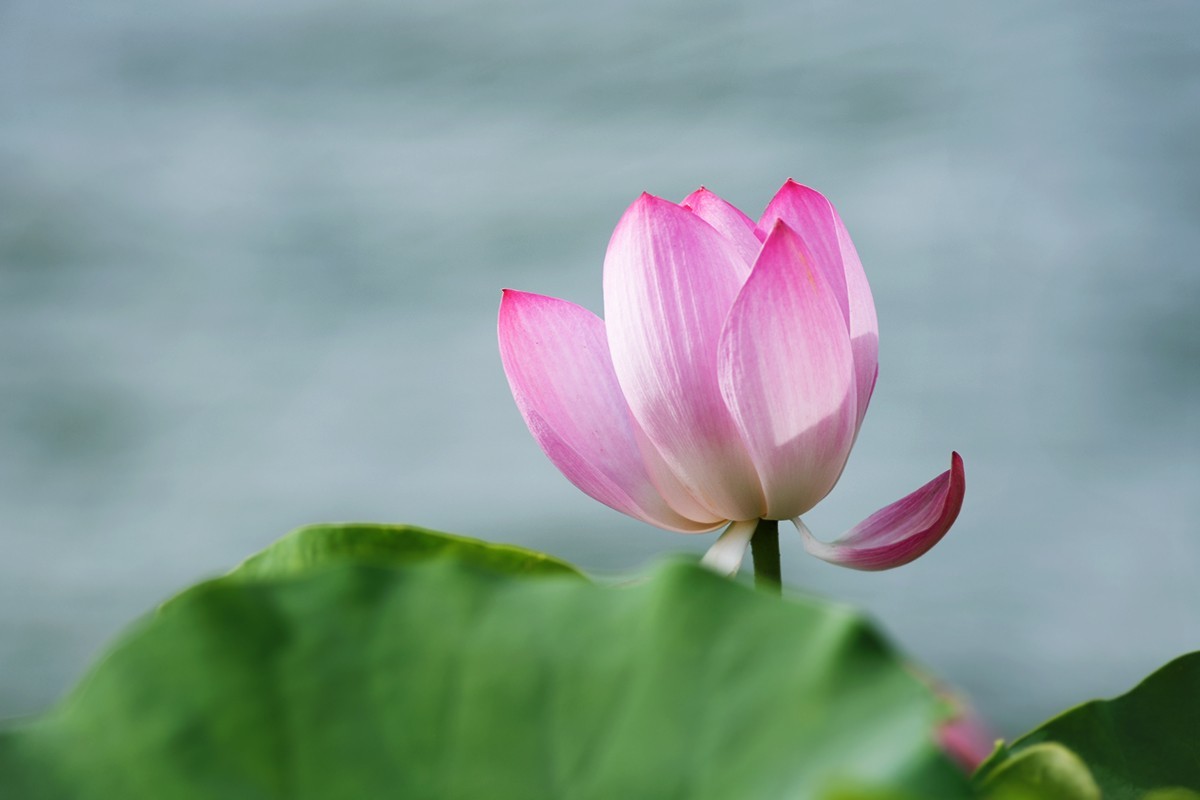 强光下的荷花再研磨