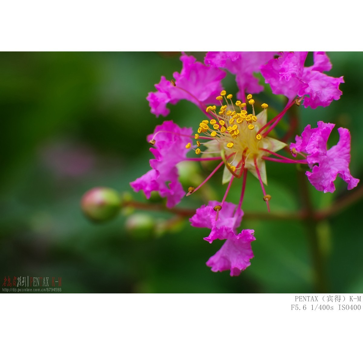 紫薇（宾得K-m）