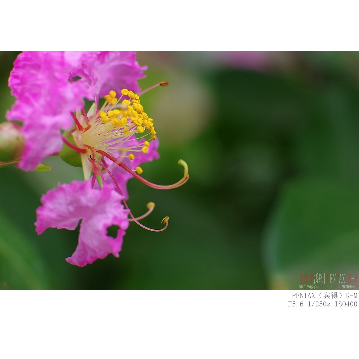 紫薇（宾得K-m）