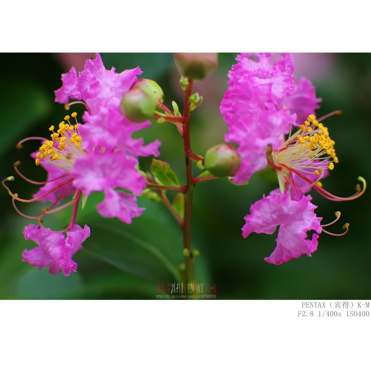 紫薇（宾得K-m）