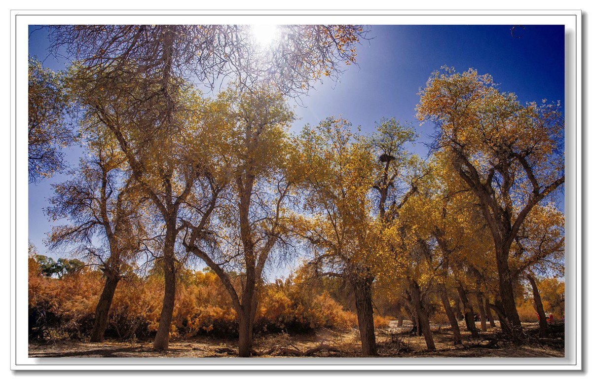 开往金秋的火车